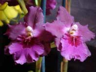 Rich is a certified AOS judge and has been raising orchids for about 20 years and commercially for 11 years.