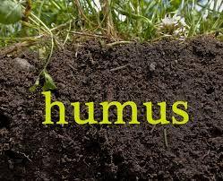 Nutrients in the Soil Humus is rich decayed organic