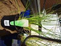 Plant selection Stormwater pollutant removing plants: Tall Sedge (Carex appressa) Spiny-headed Mat-rush