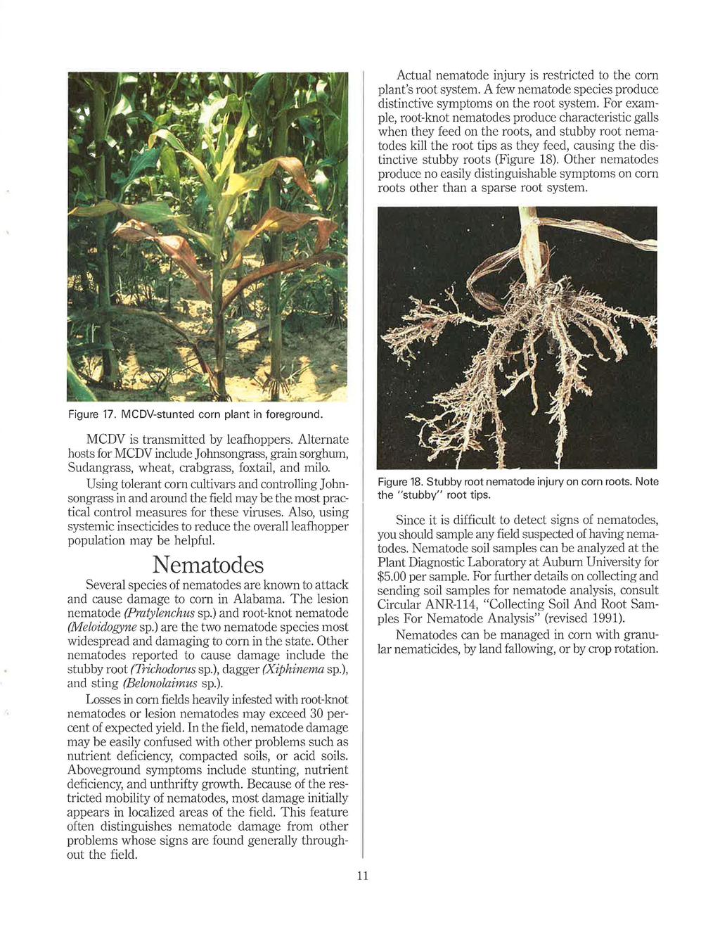 Actual nematode injury is restricted to the com plant's root system. A few nematode species produce distinctive symptoms on the root system.