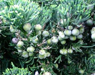 Juniperus chinensis Robusta