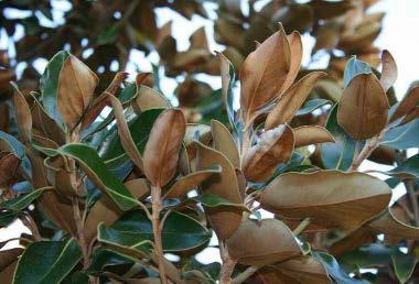 Magnolia grandiflora var.