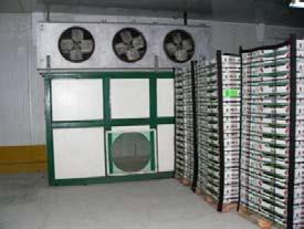 Forced-air Cooling & Refrigerated Storage