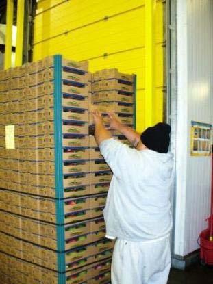 Inspect fruit in the cold storage area prior to placing the pallets