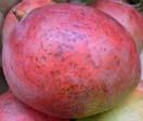 above which no chilling injury will occur More mature/riper fruit are less susceptible to chilling