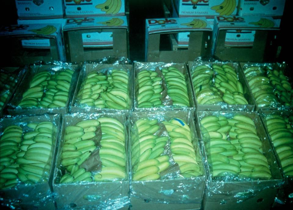 (c) 25 Postharvest Technology Center, UC Davis Exposing mature-green bananas for: hour
