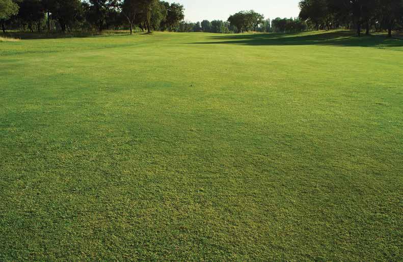 TURF HERBICIDES Velocity SP THE ONLY POST-EMERGENT HERBICIDE THAT SELECTIVELY REDUCES ANNUAL BLUEGRASS POPULATIONS THE ANNUAL BLUEGRASS CHALLENGE Annual bluegrass (Poa annua), commonly known as Poa,