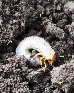 ARENA 50 WDG INSECTICIDES Early Instar Grubs Preventative Control Arena insecticide provides the longest residual control of white grubs and maximum flexibility when applied anytime from June 1 to