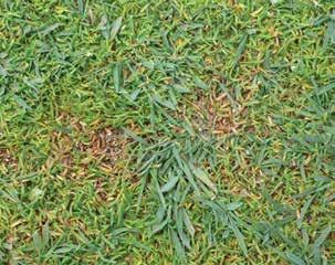 TOURNEY FUNGICIDES SPRING CLEANUP PROGRAM SPRING BROAD-SPECTRUM SPRAY A strategically timed application of Tourney will control up to six key tough diseases, including dollar spot, summer patch,