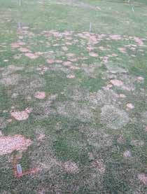 Snow mould can be known as microdochium patch or pink snow mould and typhula blight or grey snow mould.