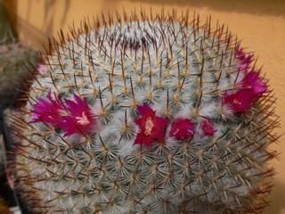 CACTUS OF MONTH Mammillaria - Straight Spines Mammillaria is one of the larger genera in the Cactus family, and one of the most variable, with some members remaining as solitary columns for their