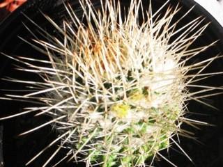 Although most Mammillaria are native to Mexico, some species in the genus can be found from Columbia to Kansas and California.
