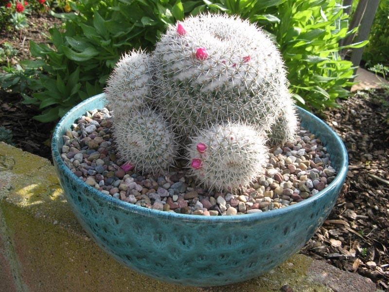 Propagation of Mammillaria clusters is easy. Cuttings can be taken at any time during the growing season (April to early November), left to dry for a few days and replanted in a clean potting mix.