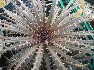 SUCCULENT OF MONTH Succulent Bromeliad The Bromeliads, like Cacti and Agavaceae are a New World family.
