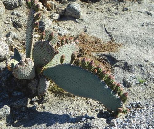The beavertail cactus is all over the area, from low deserts to higher mountainsides, mixed in with every kind of cactus, succulent and other desert species.
