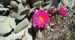 With human help, it is now worldwide; it is a common member of cactus collections, and it is hardy enough that some can live outdoors in the more northern