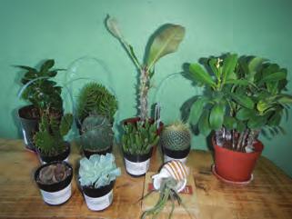 Upcoming events The Cactus and Succulent Society of Alberta was established in 1997 by a group of people sharing an interest in these odd and unusual plants.