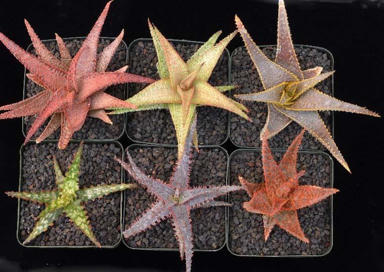 Despite careful breeding for specific traits such as color, size or toothiness, unexpected anomalies can appear in any breeding, especially given how complicated these aloe hybrids have become with