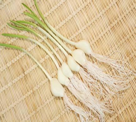 Garlic Sprout