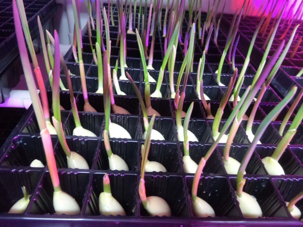 Basic requirements for hydroponics Temperature