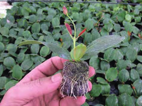 reduced peat production the same rooting and handling advantages as peat based discrete plugs.