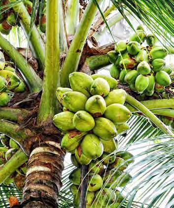 coconut tree in
