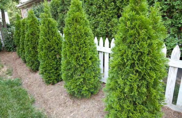 Provide trees and hedges to screen and create separation from
