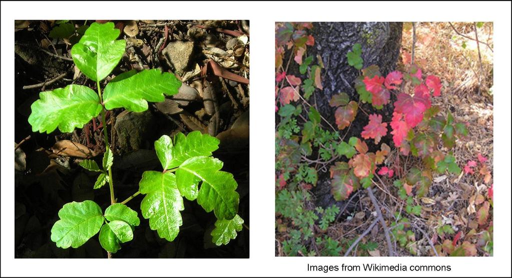 Poison oak and poison ivy account for an estimated ten percent of lost work time in the U. S. Forest Service.