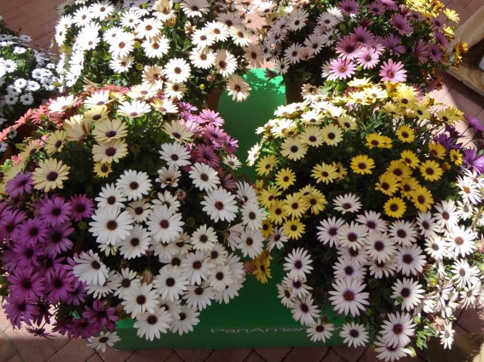Akila Grand Canyon Mix Osteospermum New Mix Full, well-branched, droughttolerant once established Branch without pinching, assures better pot fill and great