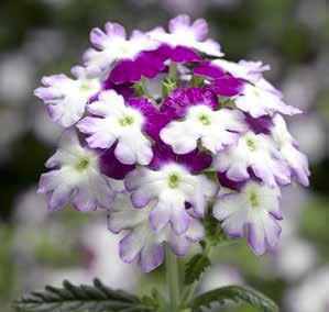 Obsession Series Verbena New Colors Syngenta Flowers has added Twister