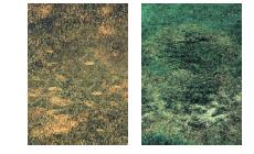 Fungus infected turf In order to prevent those fungus infections, it is highly important: - To