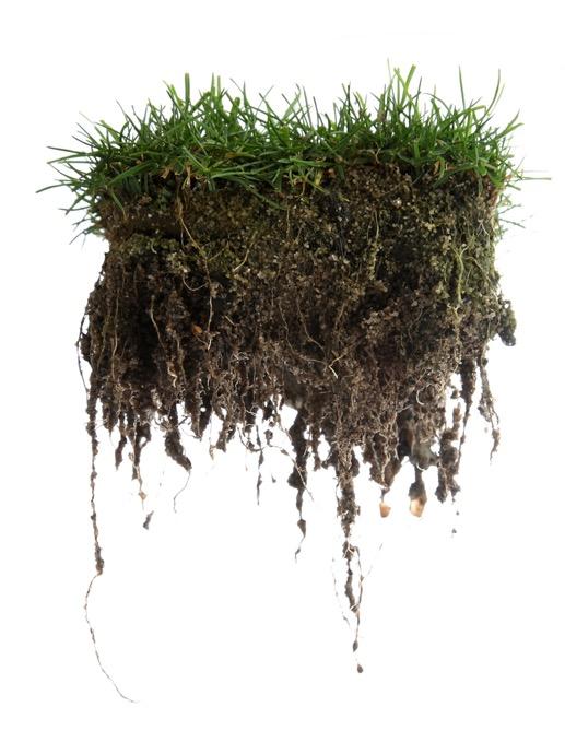 Sand subsoil Roots are fixed and grow in optimum conditions in this layer. Long term fertilisers are applied in the soil. The selective sand is mix together elastic granules to improve ventilation.