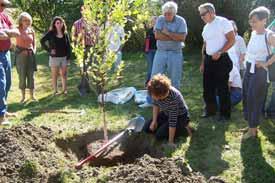 Tree Planting In stormwater