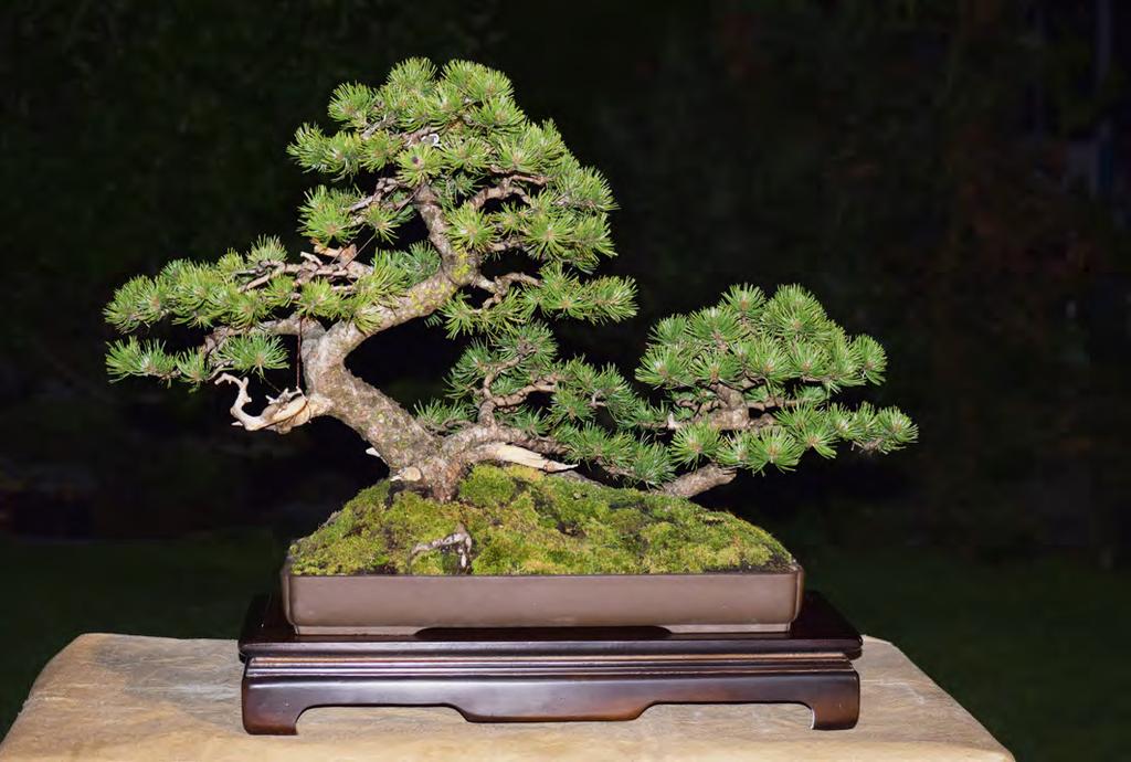 Bonsai Show August 12-13 2017 bordine s Show Features A large exhibit of club member Bonsai on display Beginner-friendly presentations on growing and styling your own Bonsai Bonsai, pots, tools and