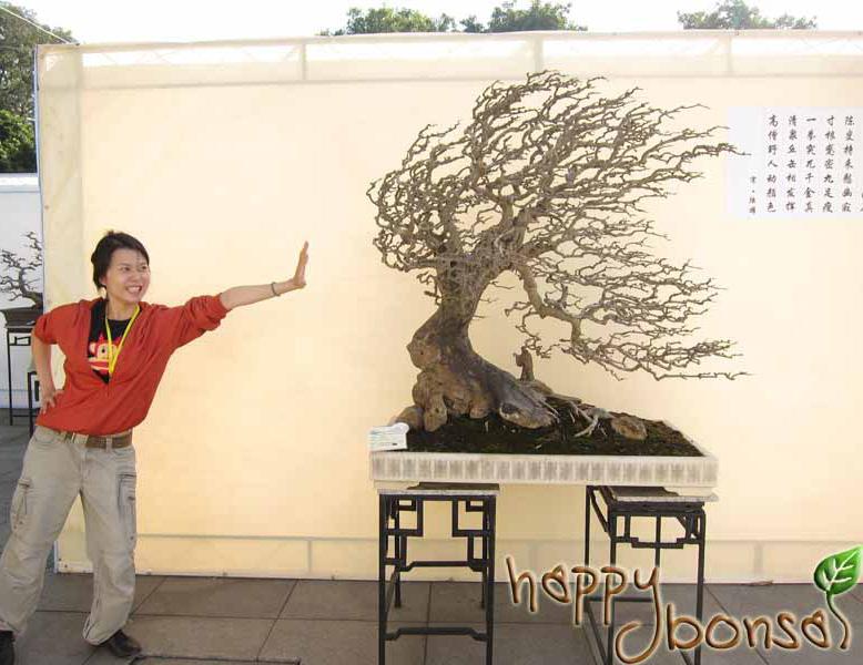 WINDSWEPT BONSAI. Creating tension and flow by design. A lot of people misperceive Windswept bonsai as a slanting tree with all the branches growing in one direction.