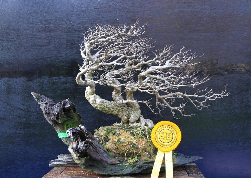Any tree in nature can be blown by wind, so any style of bonsai can be formed into Windswept.