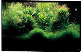 A STEP method to supply essential nutrients adequately and effectively. A planted aquarium changes as time goes on, and its environment changes as well.