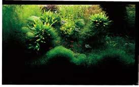 Supplying potassium, which tends to become depleted in aquarium and well-balanced trace elements is important.