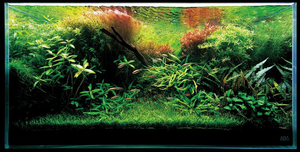 The effect of nutrient additives appears in how beautiful aquatic plants are.
