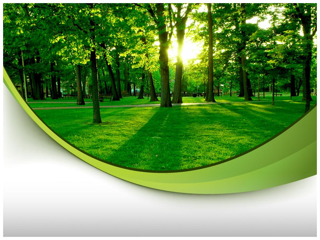 Preserving The Urban Tree Canopy Green Neighbor Forum