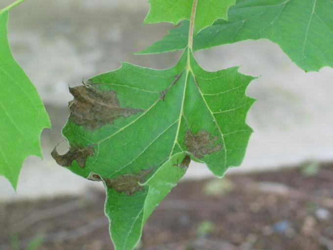 Leaf/needle diseases Anthracnose dogwood, oak,