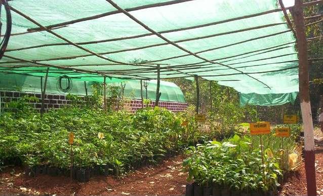 auspicious plants, nurseries specializing in these plants have begun to flourish. These plants are also demanded by the Ayurvedic medicinal practitioners. Medicinal Plant Nursery 5.