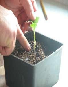 Potting of a Young Seedling B. Re-potting Repotting is the process of transfer of plants from one pot to another pot. Repotting Procedure 1.