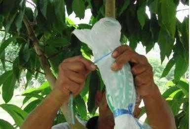 Air Layering in Guava c. Grafting: IBA+6BA (500:500 ppm) in Bee wax paste is useful in joining the scion on stock in many fruit crops. Grapes, Mangoes, Sapota. d.