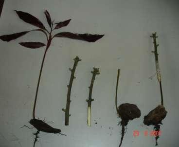 Various Stages in Stone Grafting of Mango Guava (Psidium guajava L.