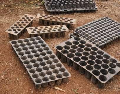 vegetable varieties. Nowadays many progressive farmers have come forward to produce quality using seedling trays. They make these seedlings available for sale to the other farmers.