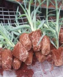 Depotting and Transplanting of Carnation into Medium The propagation by vegetative lateral shoots of the flowering plants should be avoided.