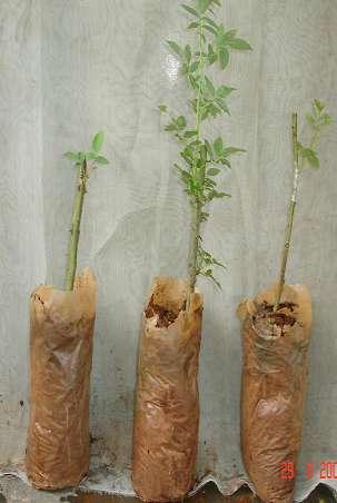 30-45 cm and one to two shoots are retained. The plants are placed in the 15-20 cm deep pit and pressed firmly to avoid the air space. The planted rootstock sprout in 20-30 days.