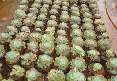 b. Succulents: Plants with very fleshy foliage or stem or both, mostly inhabiting dry desert locations in open situations and capable of withstanding long hot spells of drought are called succulents
