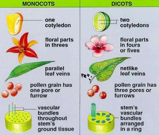 Maize Beans Difference between Monocot and Dicot Plants 2.